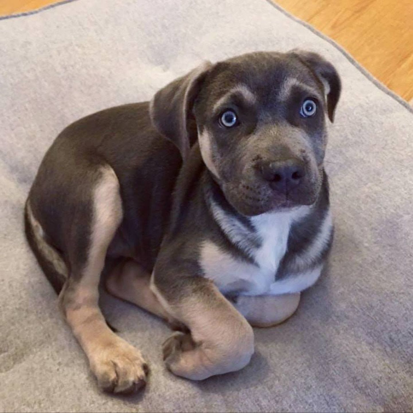Adopt a Pet: Blu